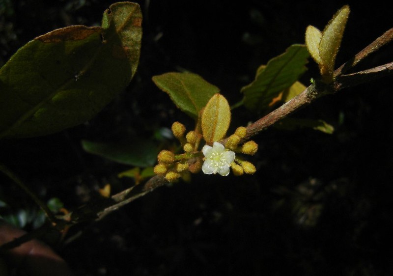Psorospermum trichophyllum