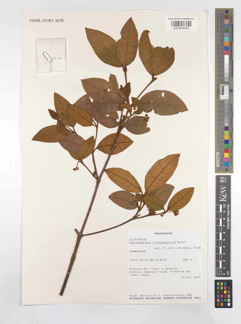 Psorospermum trichophyllum photo 2
