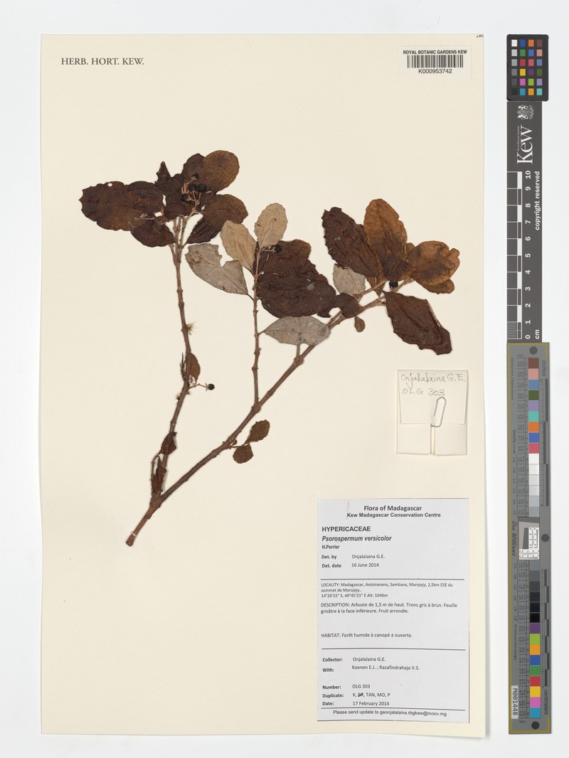 Psorospermum versicolor