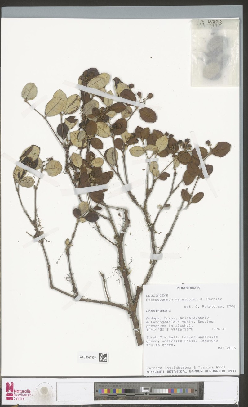 Psorospermum versicolor photo 2