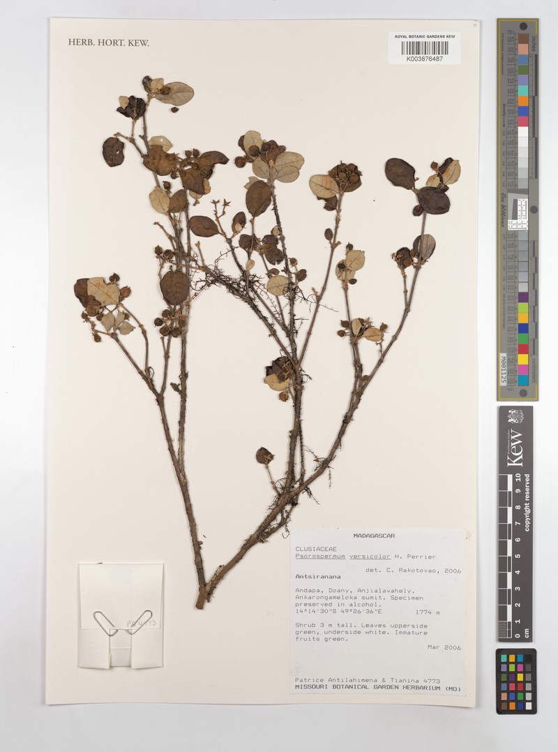 Psorospermum versicolor photo 3