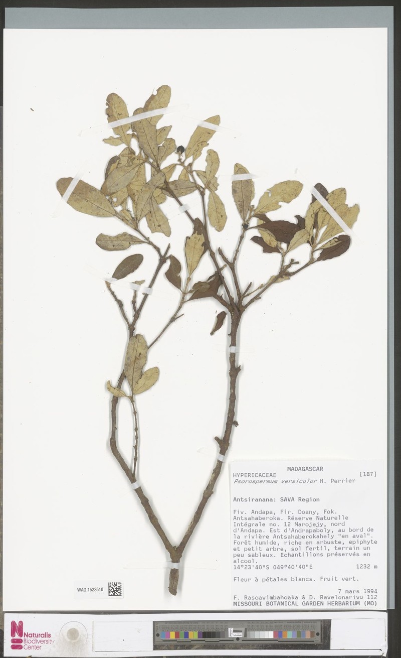 Psorospermum versicolor photo 4
