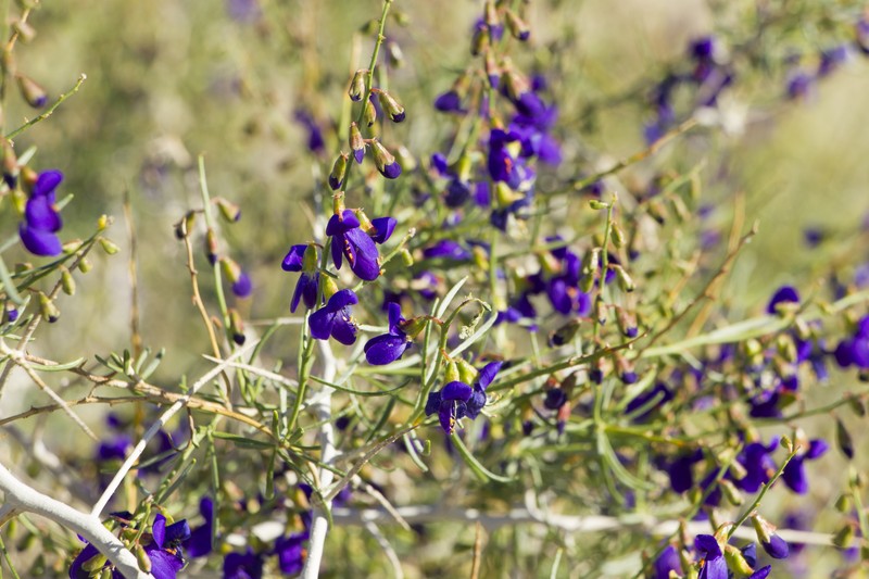Mojave Indigobush