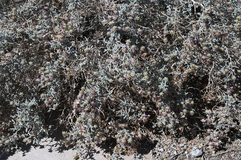Dyebush photo 2