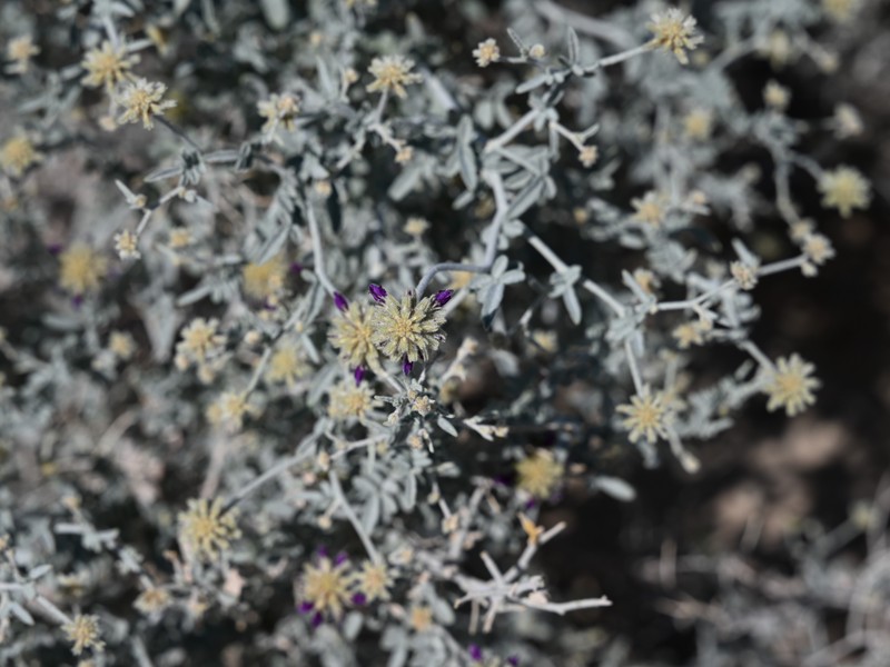 Dyebush photo 3