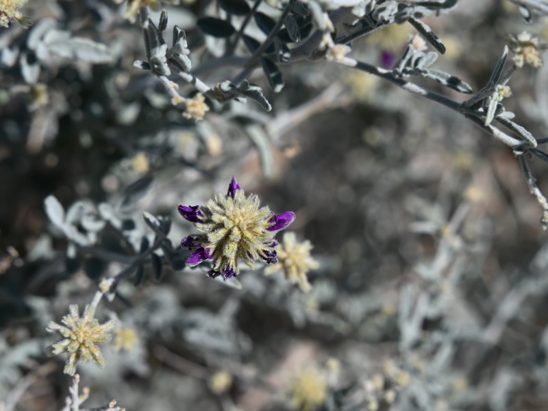 Dyebush photo 4