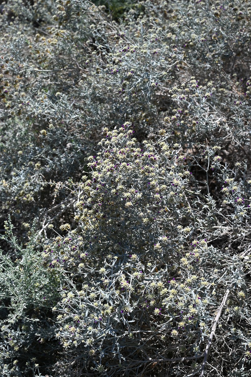 Dyebush photo 5