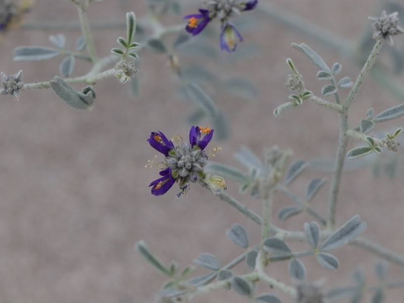 Dyebush photo 3