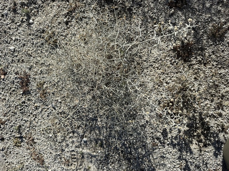 Dyebush photo 5