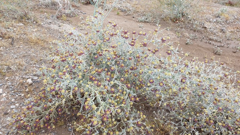 Dyebush photo 6