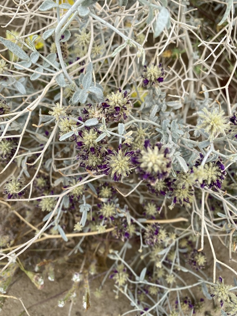 Dyebush photo 7