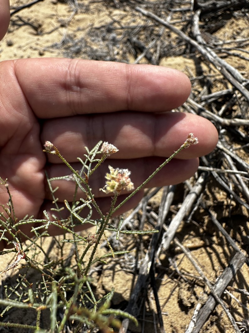 Psorothamnus emoryi var. arenarius photo 2