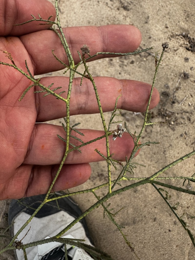 Psorothamnus emoryi var. arenarius photo 3