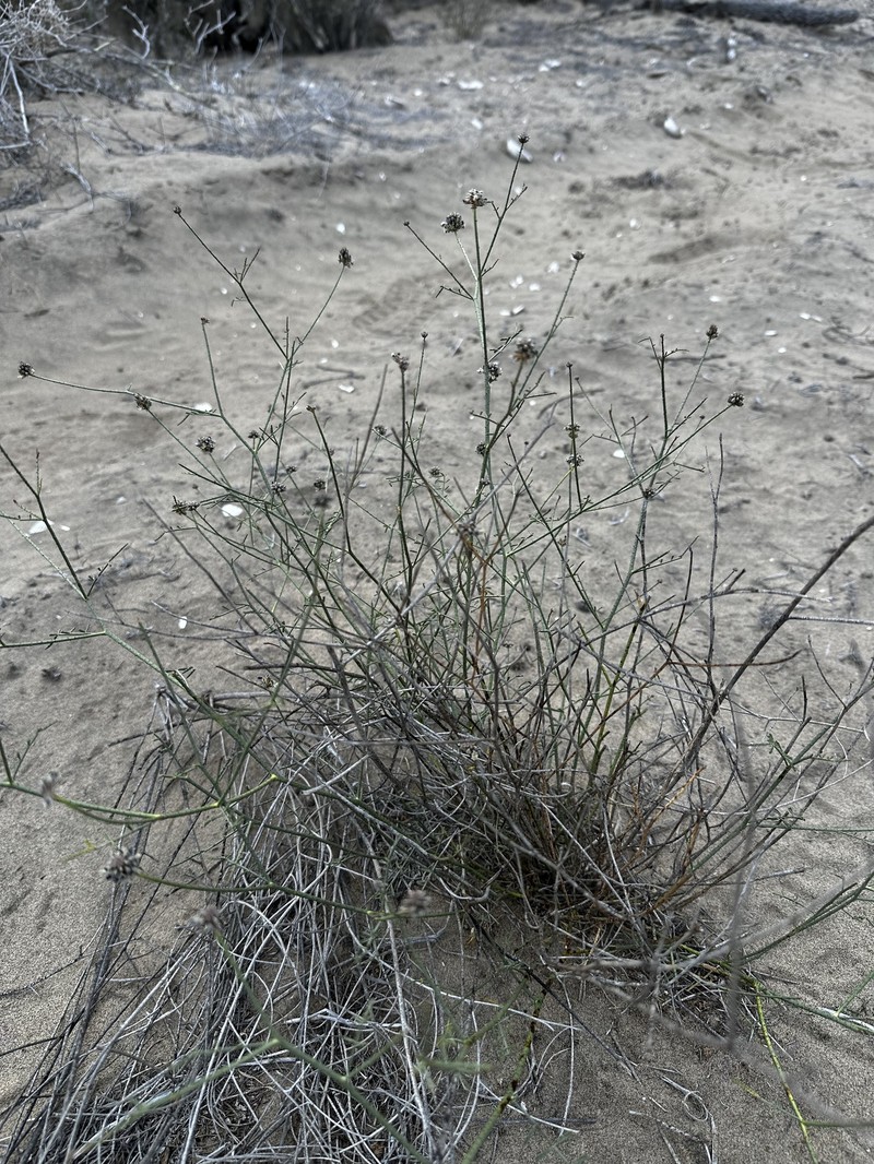 Psorothamnus emoryi var. arenarius photo 4