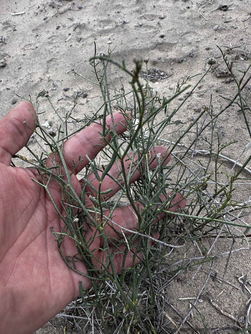 Psorothamnus emoryi var. arenarius photo 5