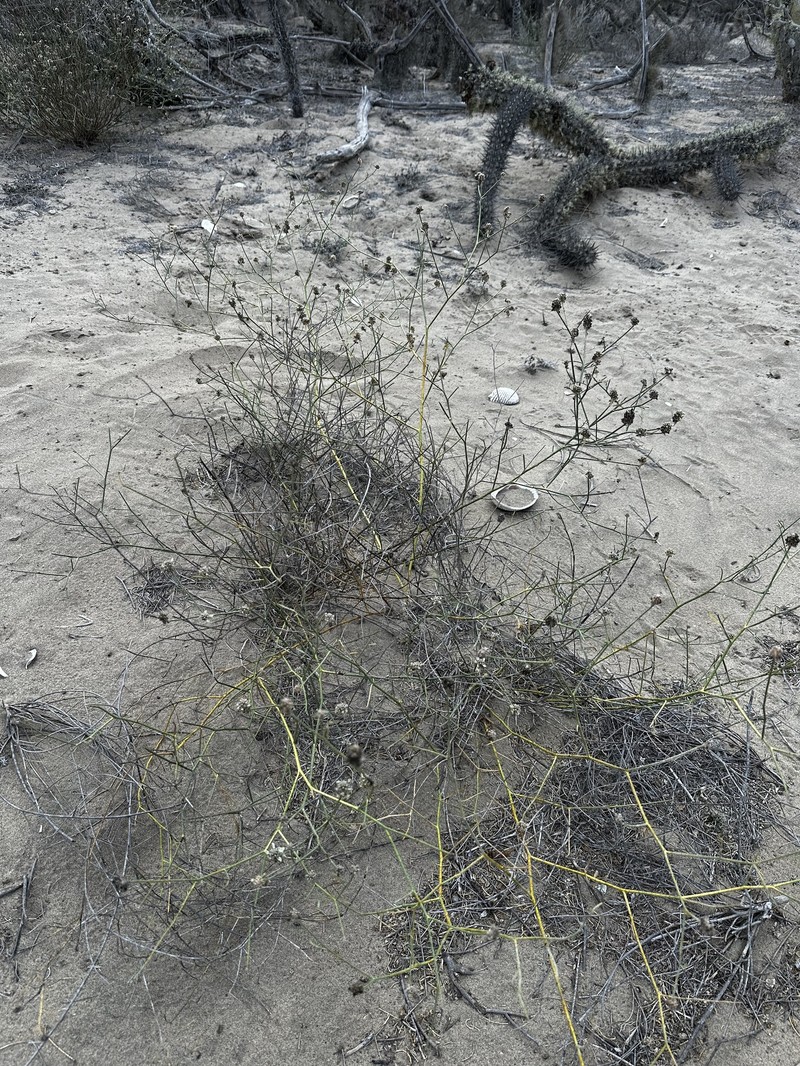 Psorothamnus emoryi var. arenarius photo 6
