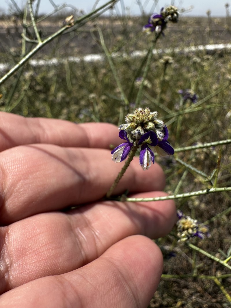 Psorothamnus emoryi var. arenarius photo 7