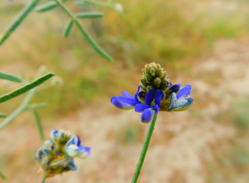 Psorothamnus emoryi var. arenarius photo 8