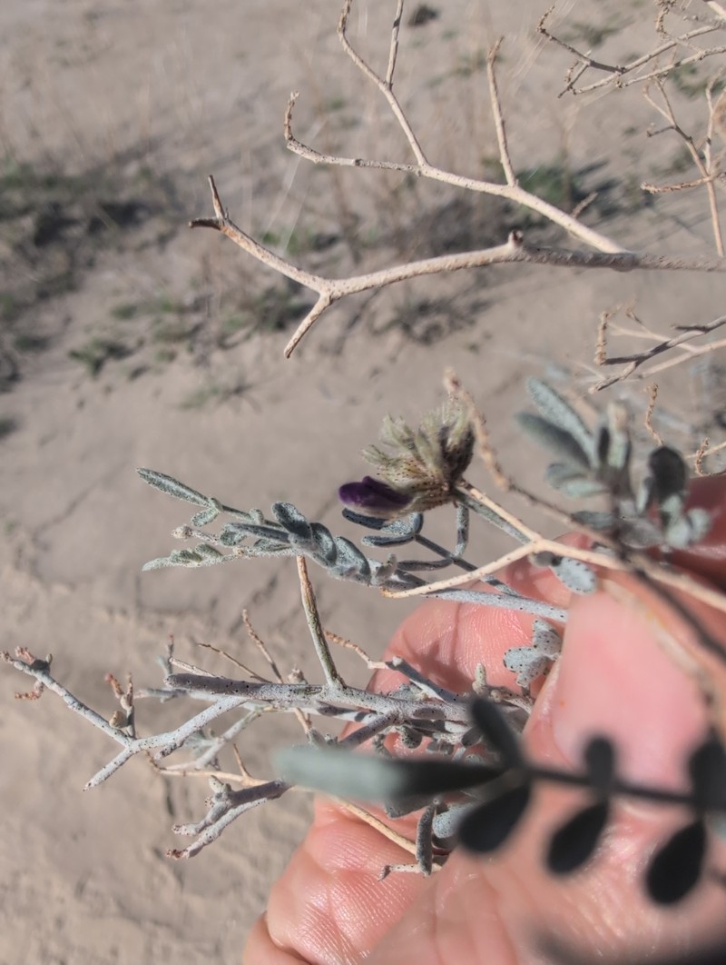 Psorothamnus emoryi var. emoryi