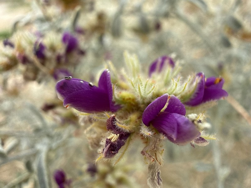 Psorothamnus emoryi var. emoryi photo 2