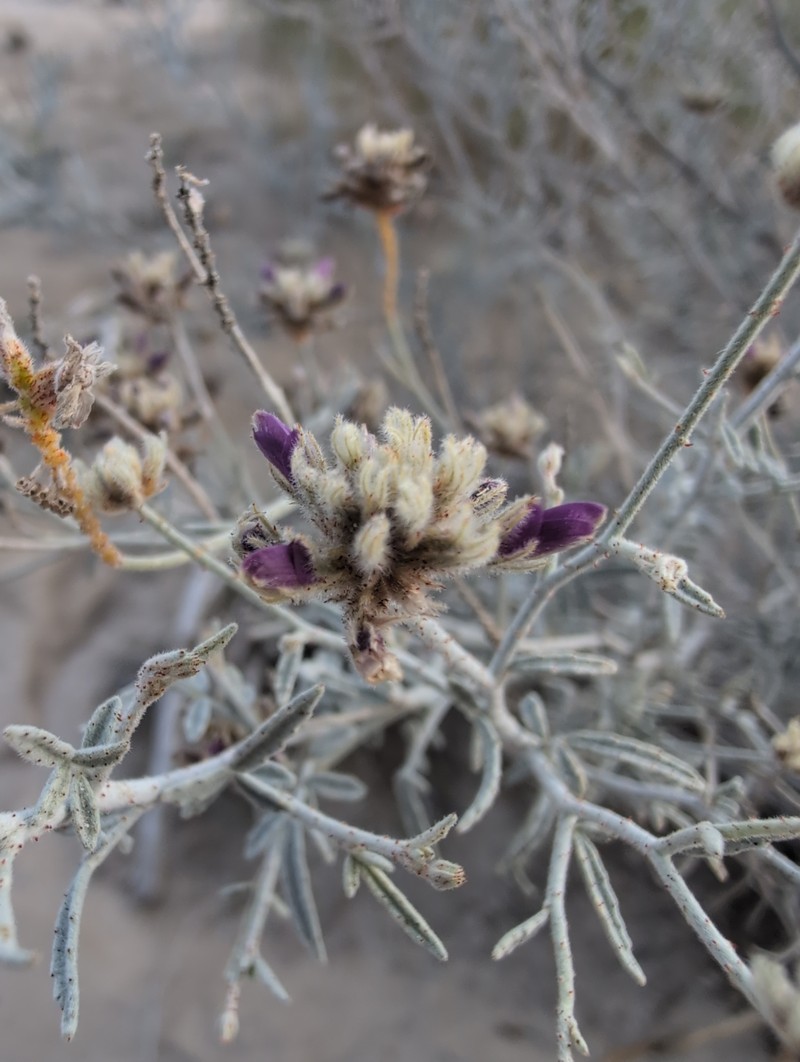 Psorothamnus emoryi var. emoryi photo 3