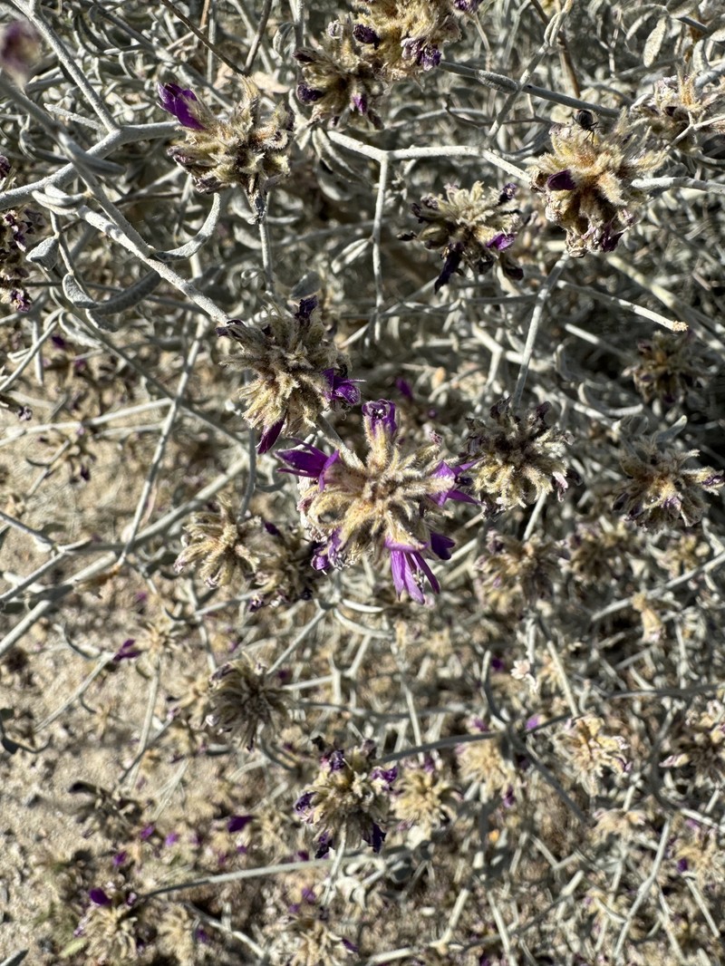 Psorothamnus emoryi var. emoryi photo 4