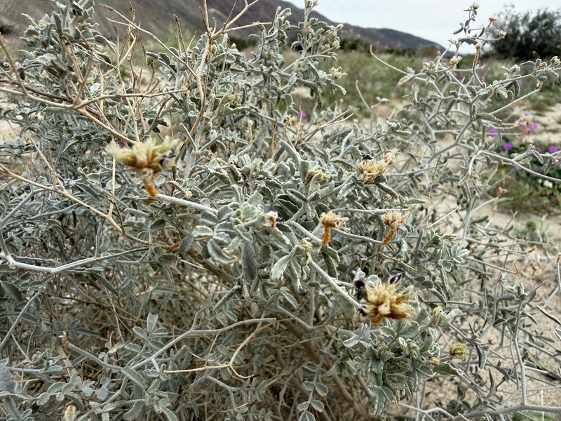 Psorothamnus emoryi var. emoryi photo 5