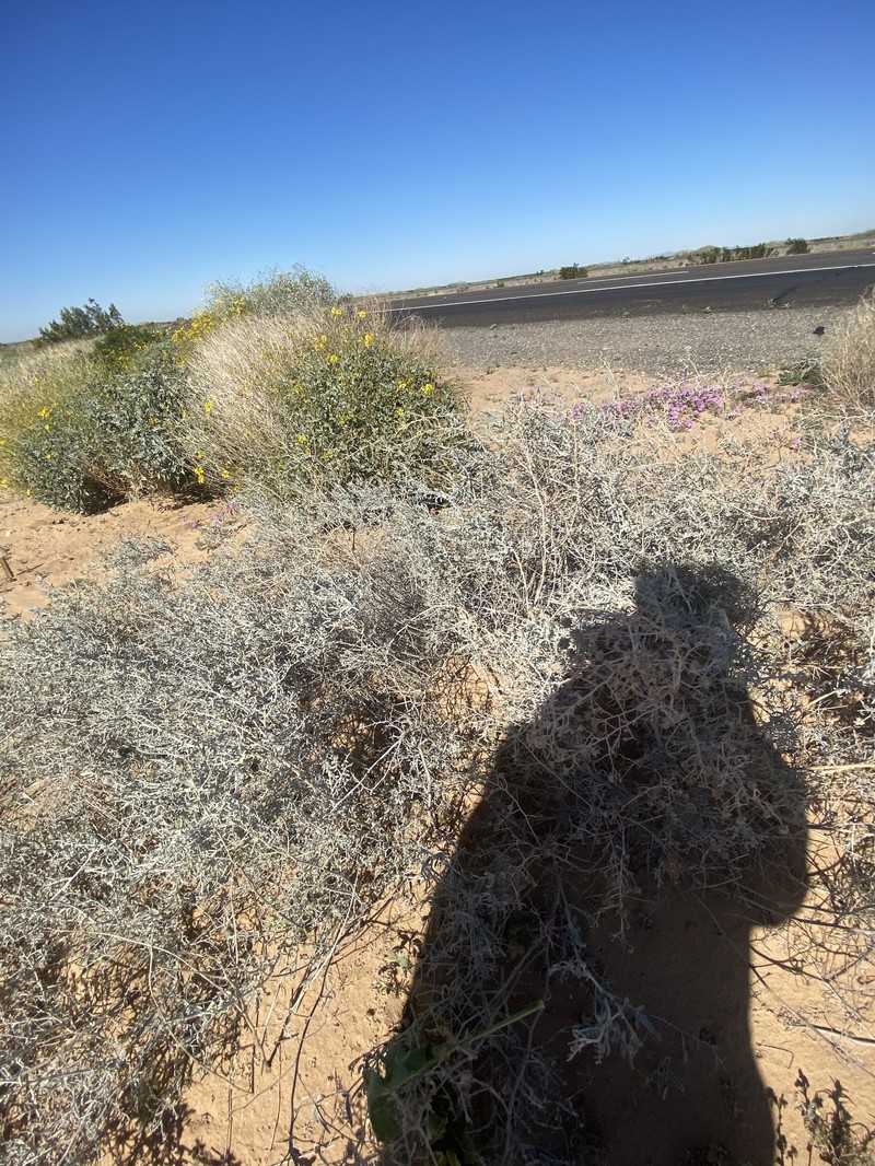 Psorothamnus emoryi var. emoryi photo 6