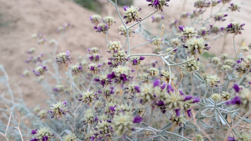 Psorothamnus emoryi var. emoryi photo 7