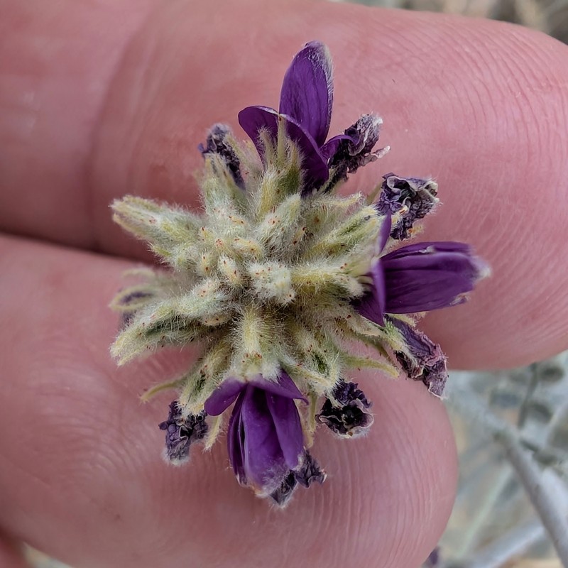 Psorothamnus emoryi var. emoryi photo 8