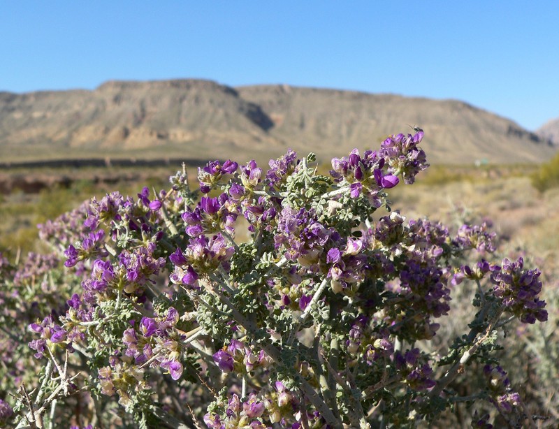 Nevada Dalea