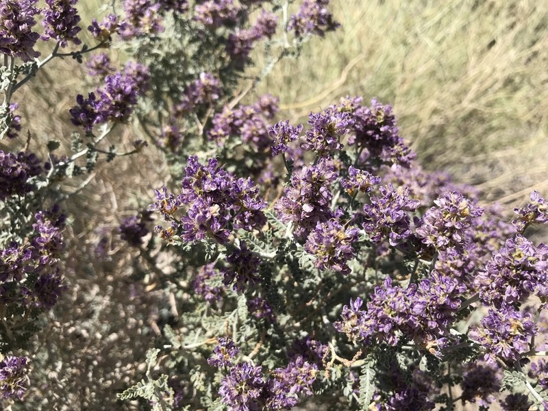 Nevada Dalea photo 2