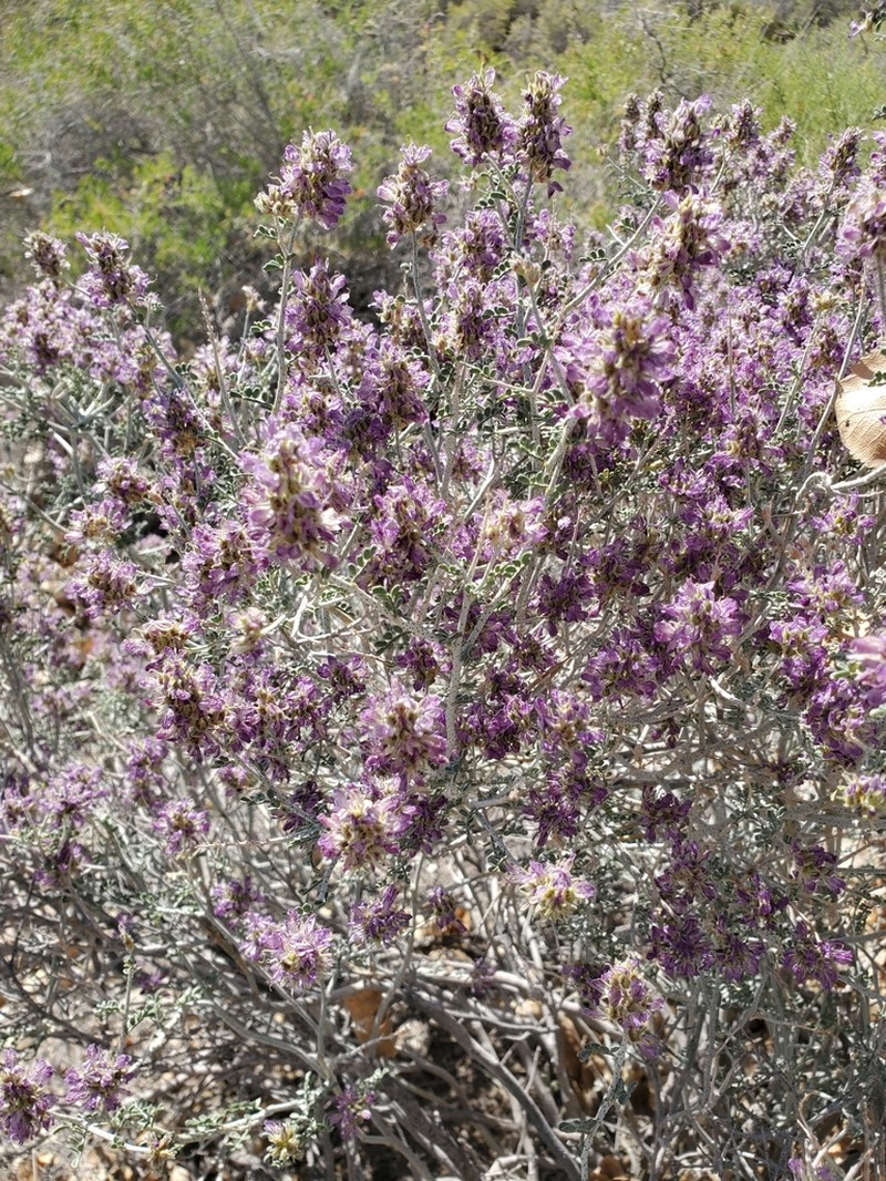 Nevada Dalea photo 3