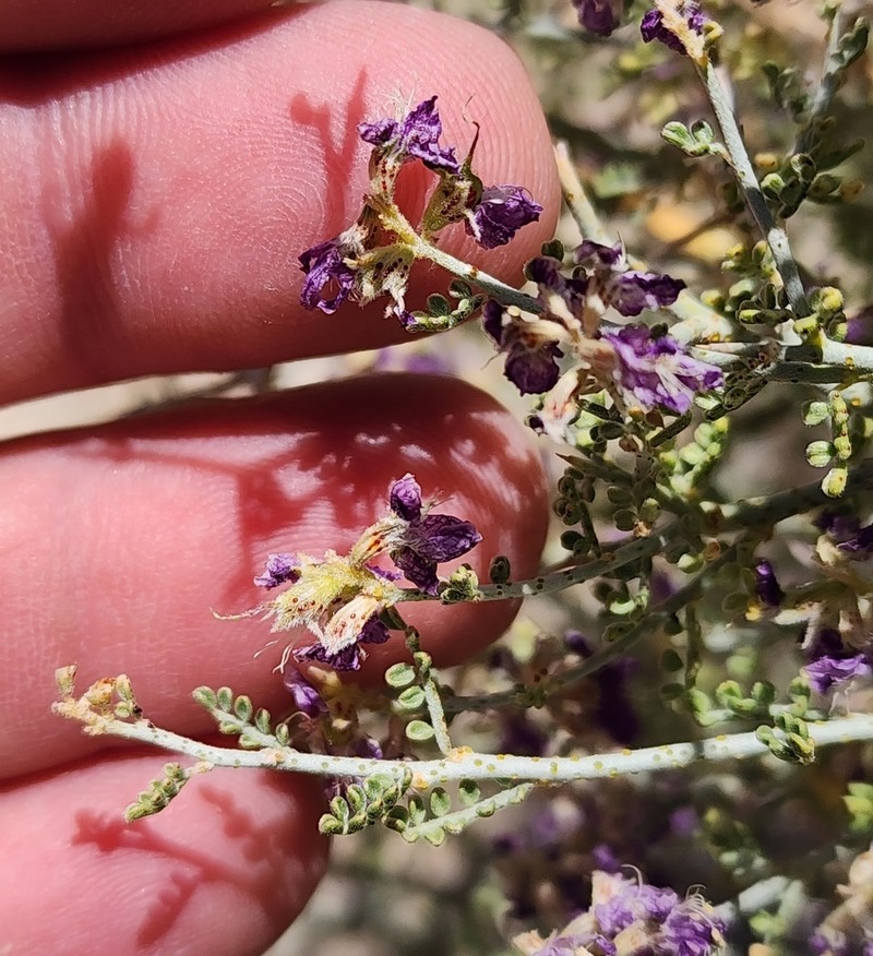 Nevada Dalea photo 4