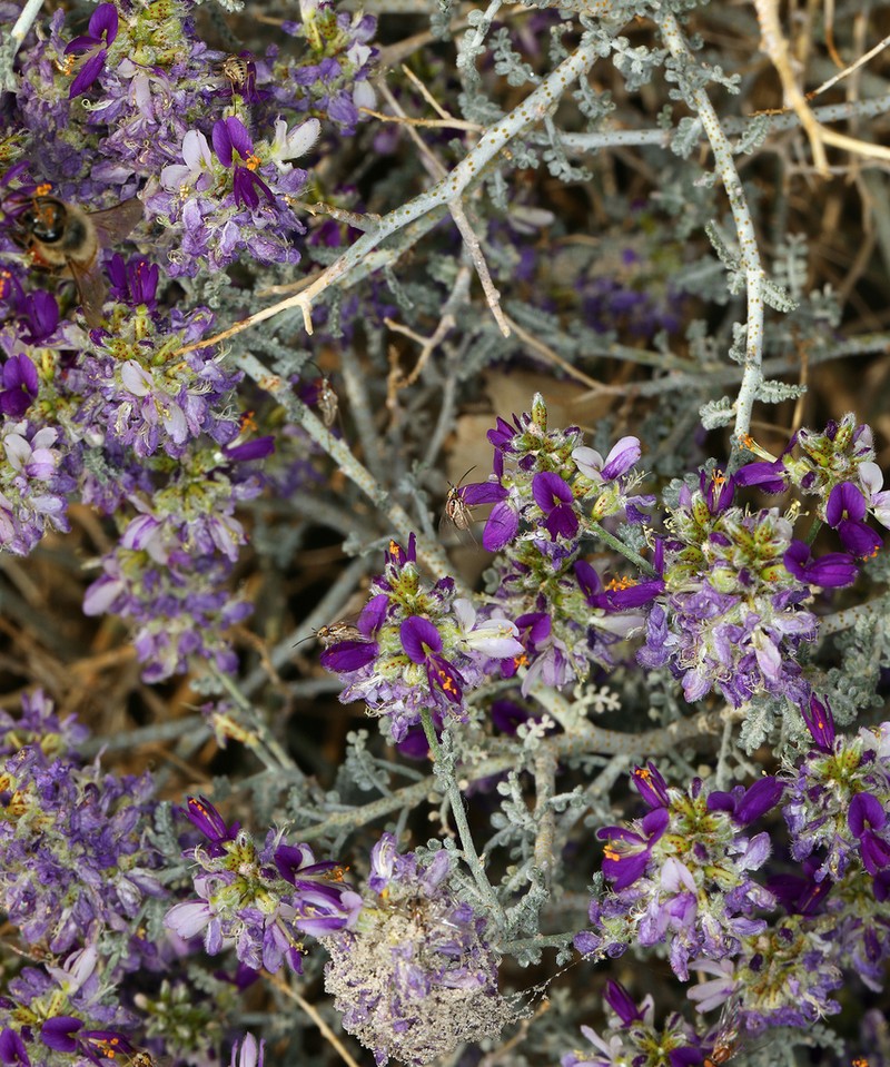 Nevada Dalea photo 6