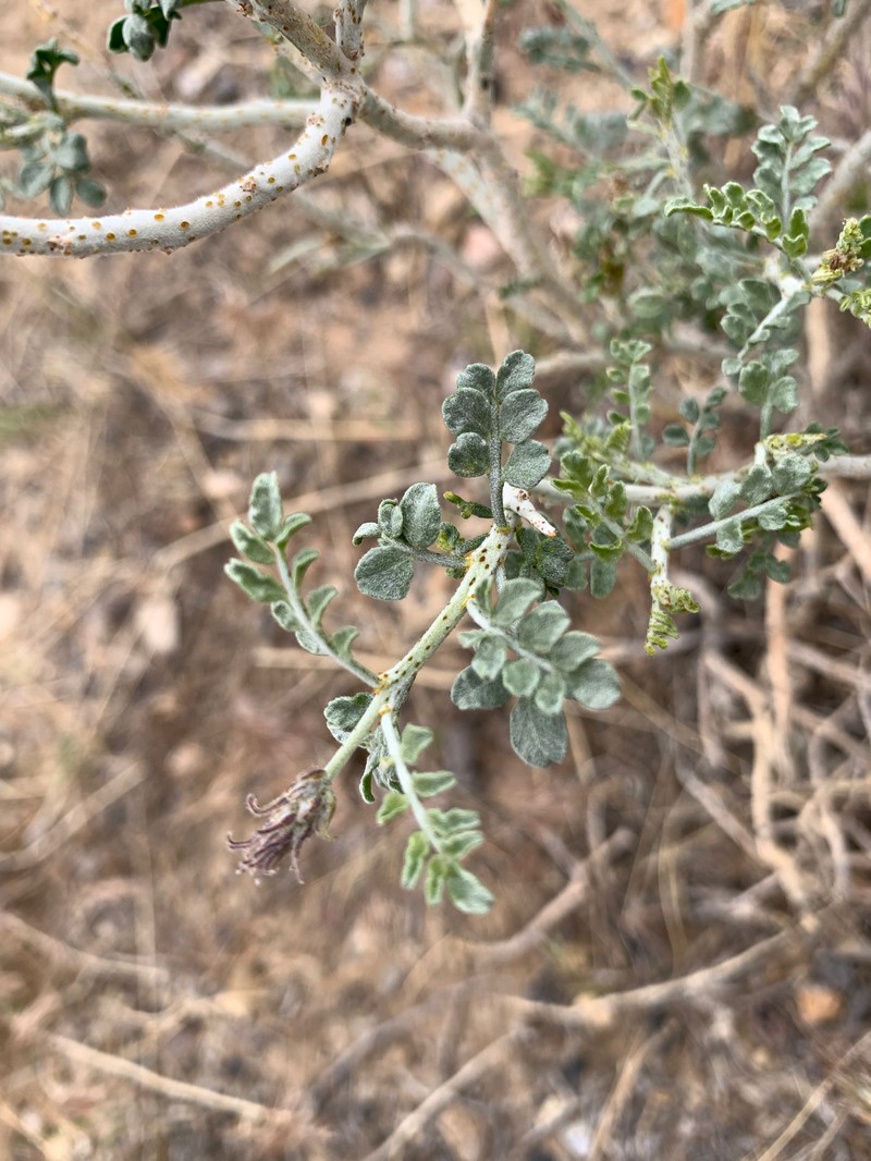 Psorothamnus polydenius var. jonesii
