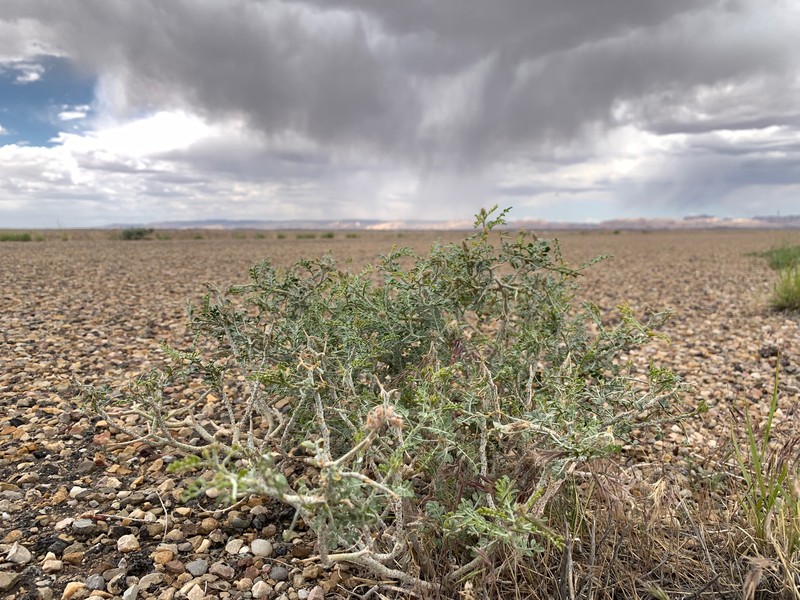 Psorothamnus polydenius var. jonesii photo 2