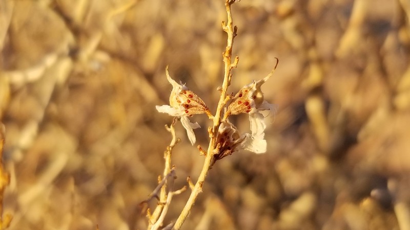 Psorothamnus polydenius var. jonesii photo 3