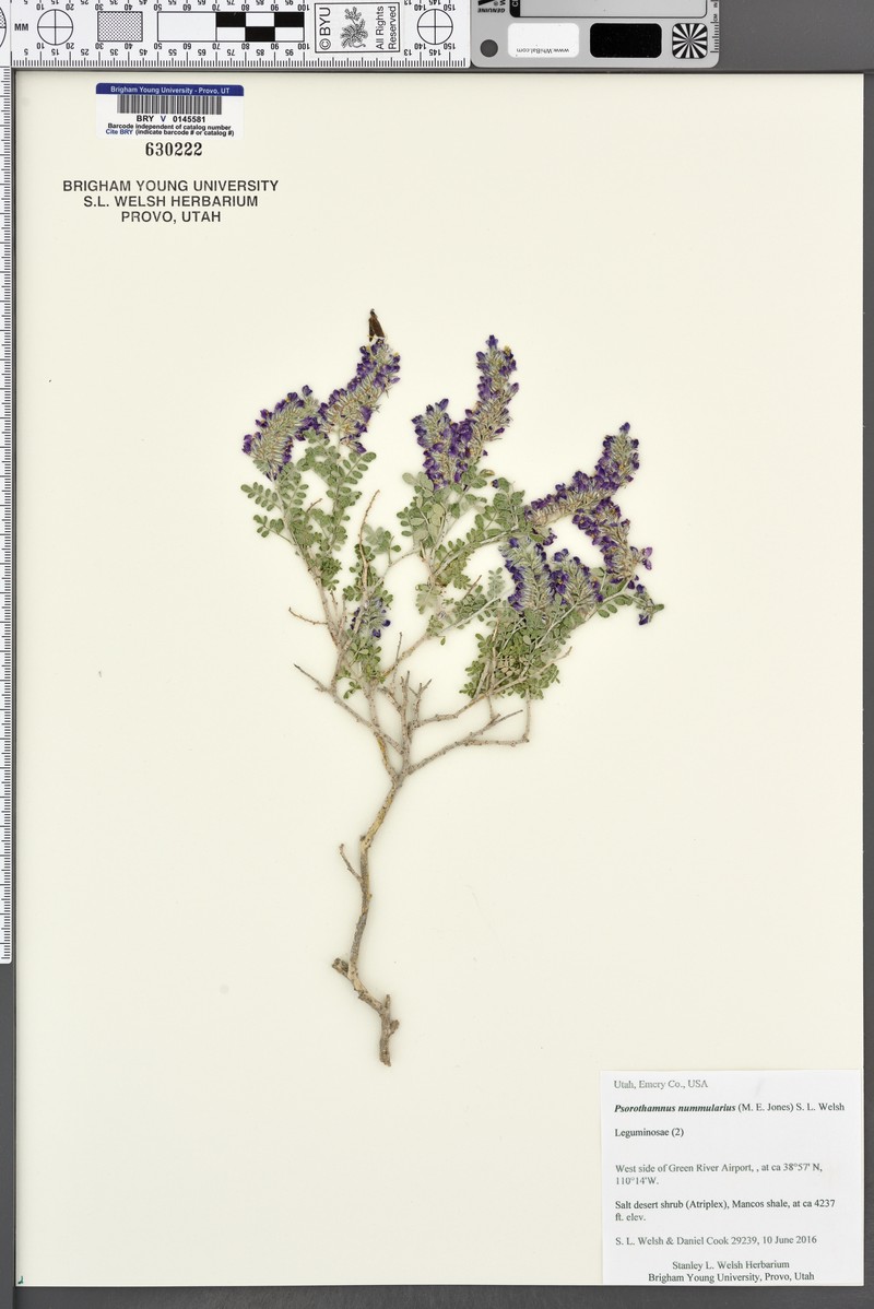 Psorothamnus polydenius var. jonesii photo 4