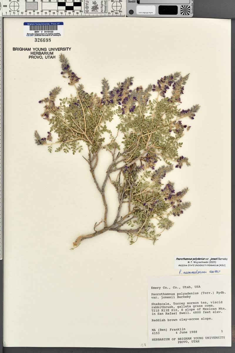 Psorothamnus polydenius var. jonesii photo 5