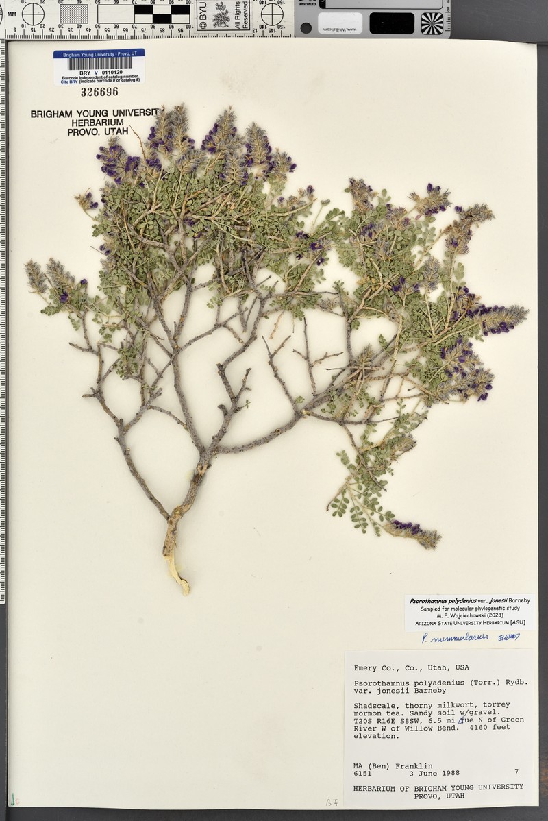 Psorothamnus polydenius var. jonesii photo 6