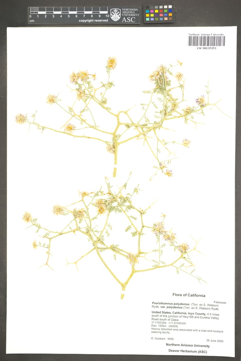 Psorothamnus polydenius var. polydenius