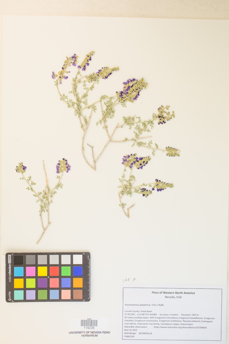Psorothamnus polydenius var. polydenius photo 2