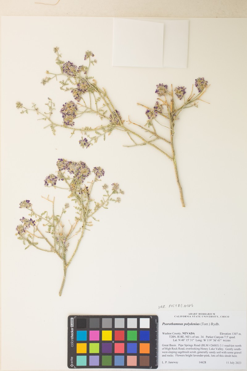 Psorothamnus polydenius var. polydenius photo 3