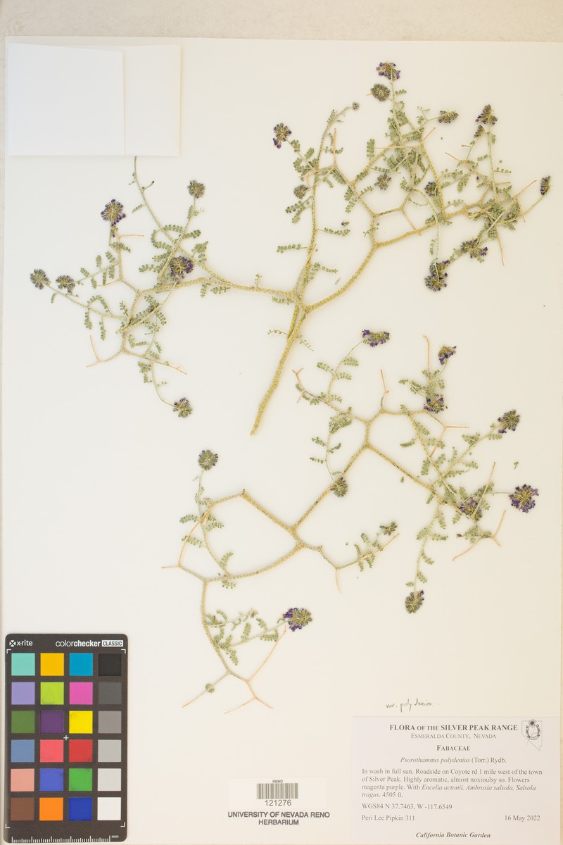 Psorothamnus polydenius var. polydenius photo 4