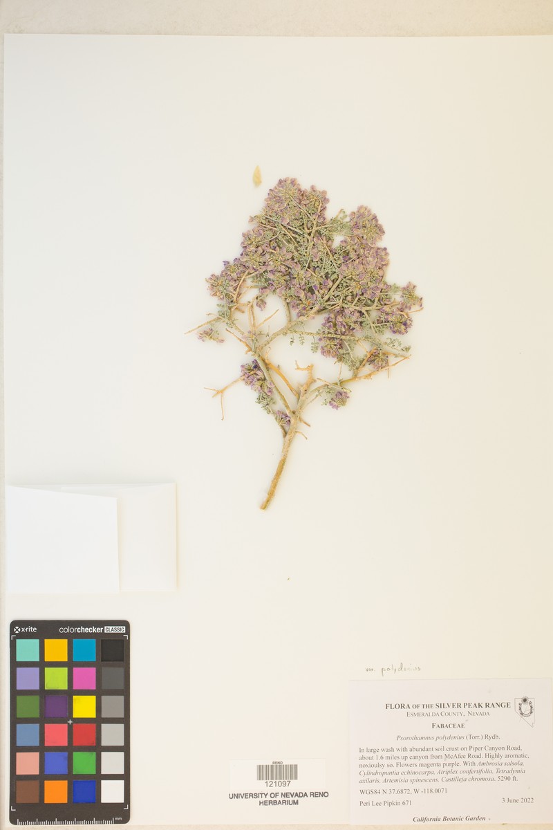 Psorothamnus polydenius var. polydenius photo 5
