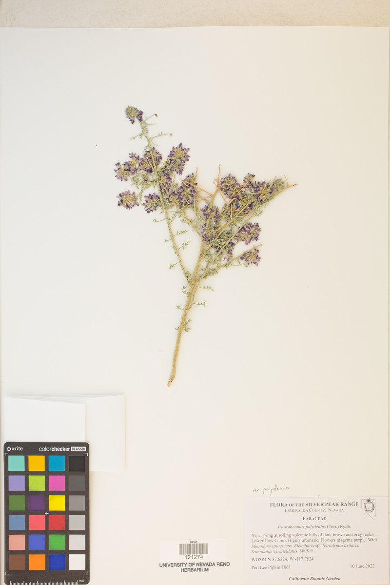 Psorothamnus polydenius var. polydenius photo 6