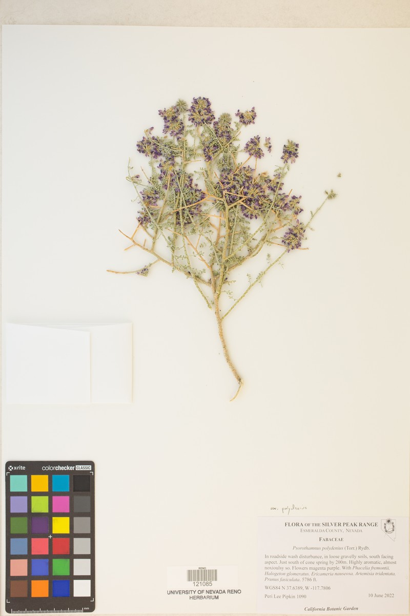 Psorothamnus polydenius var. polydenius photo 7