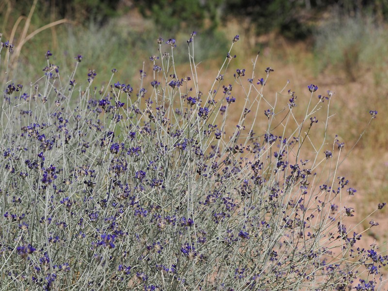 Broom Dalea