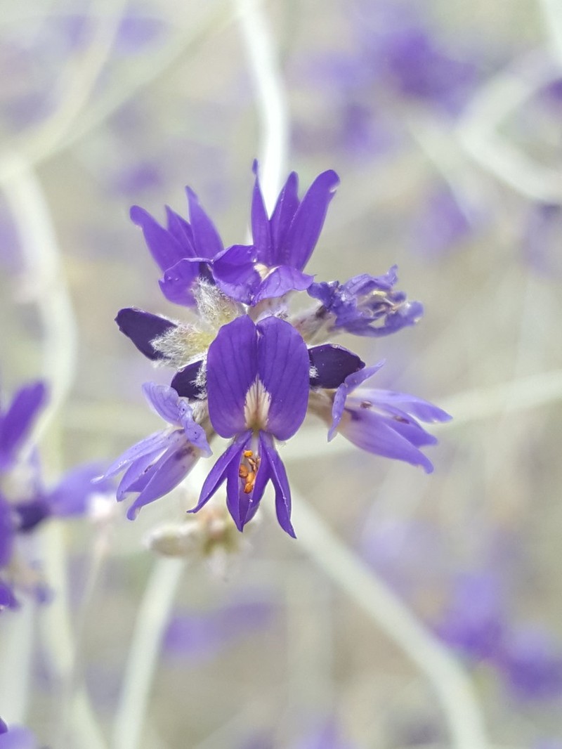 Broom Dalea photo 2